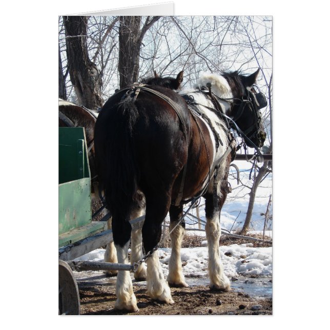 Pinto Draft Horses in Winter Cards (Front)