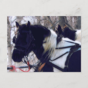 Pinto Draft Horses Rural Iowa Photography Postcard