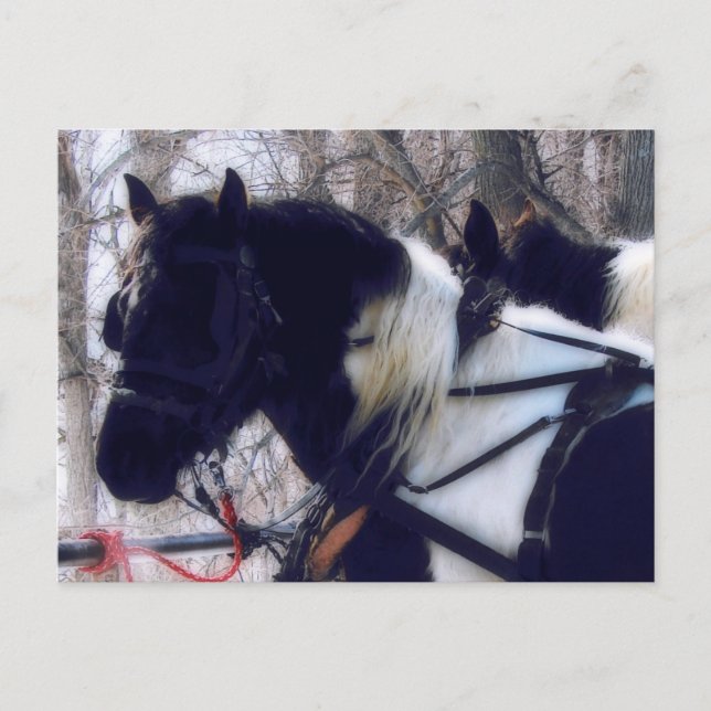 Pinto Draft Horses Rural Iowa Photography  Postcard (Front)