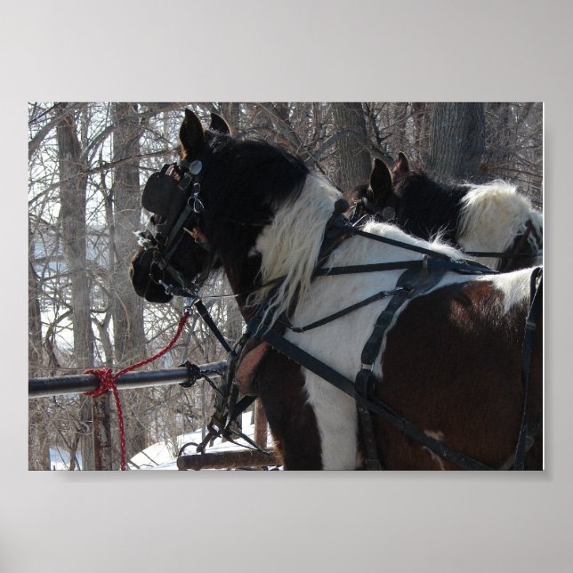 Pinto Draft Team Poster (Front)