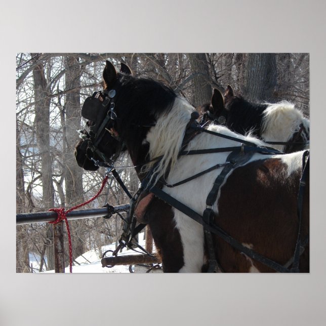 Pinto Draft Team Poster (Front)