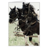 Pinto Drafts at Work (Front)