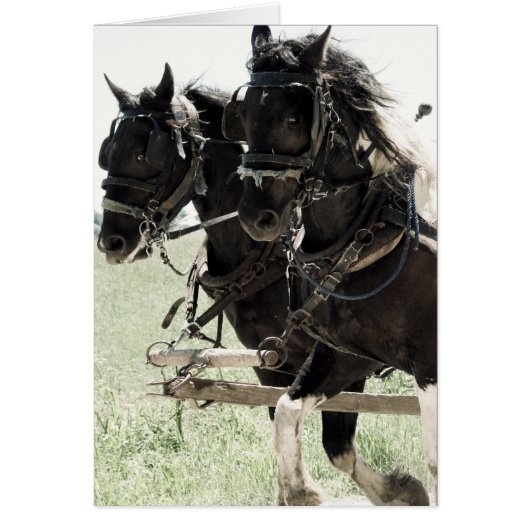 Pinto Drafts at Work (Front)