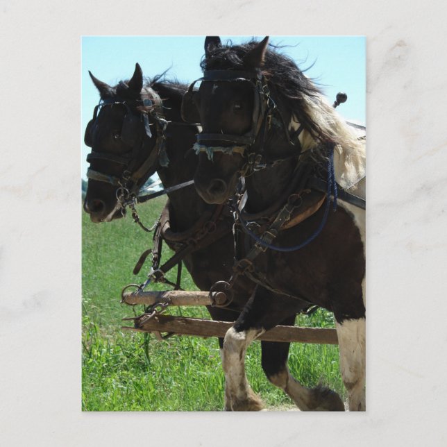 Pinto Drafts at Work Postcard (Front)