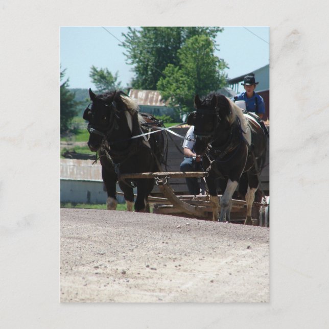 Pinto Drafts Coming Up the Hill Postcard (Front)