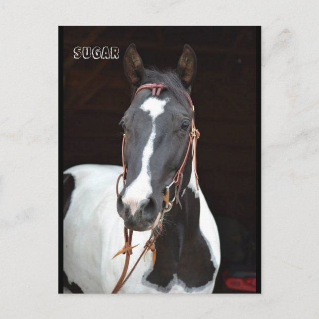 Pinto Filly named horse post card "Sugar" (Front)
