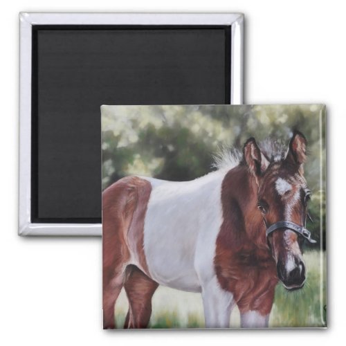 Pinto foal in a pasture magnet