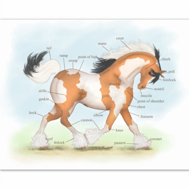 Pinto Gypsy Horse Educational Equine Anatomy Chart Sticker (Front)