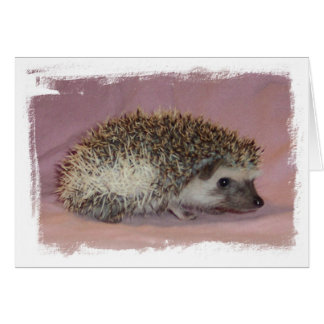 Pinto Hedgehog Cards