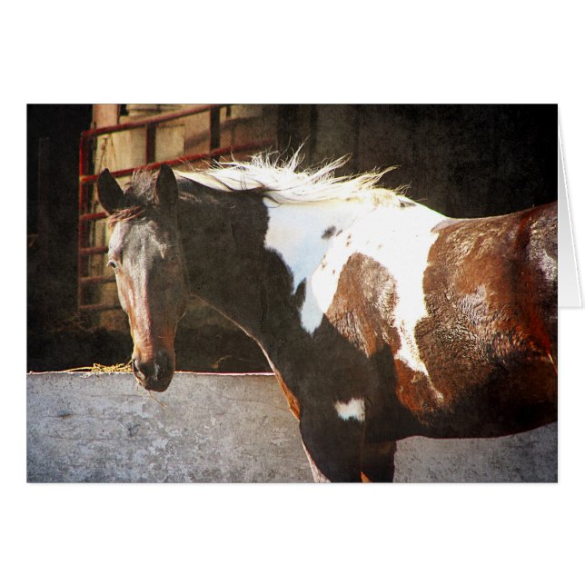 Pinto Horse (Front Horizontal)