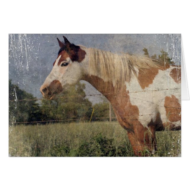 Pinto Horse Grunge Cards (Front Horizontal)