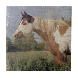 Pinto Horse Grunge Ceramic Tile