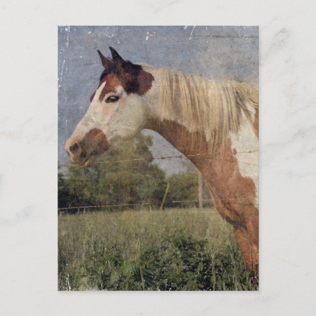 Pinto Horse Grunge Postcard (Front)