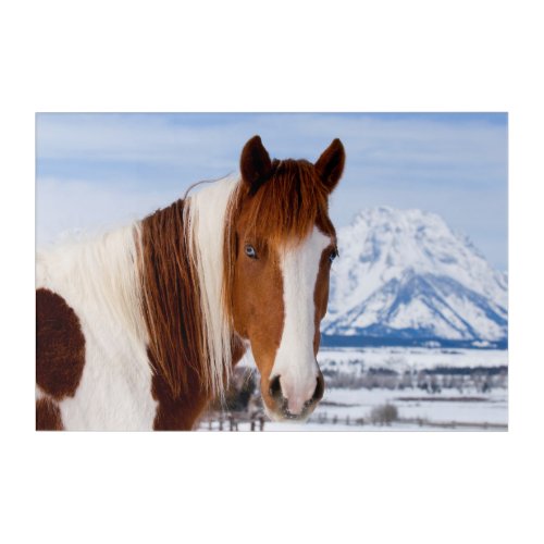 Pinto Horse Mount Moran in Winter Acrylic Print