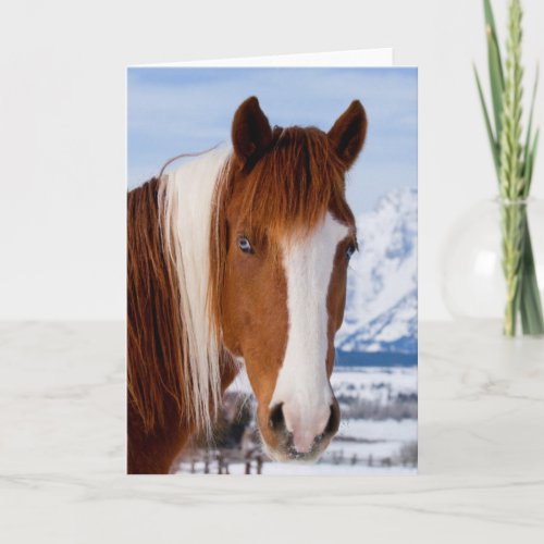 Pinto Horse Mount Moran in Winter Card