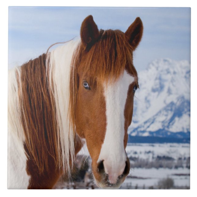 Pinto Horse Mount Moran in Winter Ceramic Tile (Front)