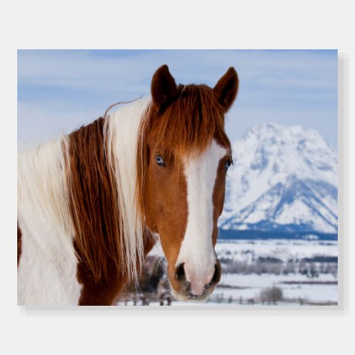 Pinto Horse Mount Moran in Winter Foam Board