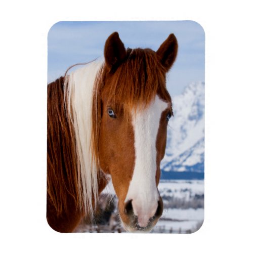 Pinto Horse Mount Moran in Winter Magnet