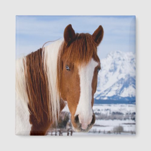 Pinto Horse Mount Moran in Winter Magnet