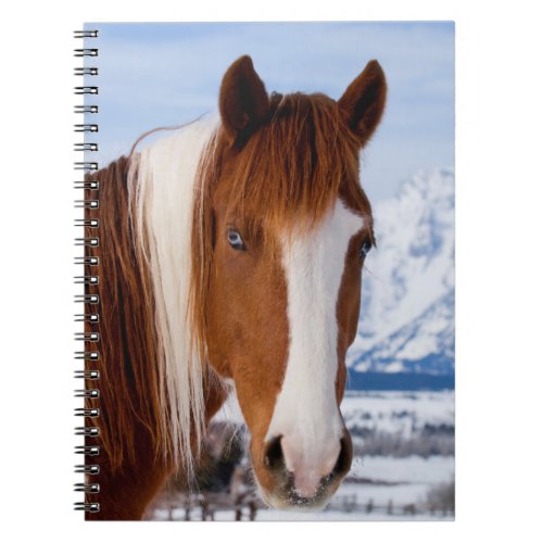 Pinto Horse Mount Moran in Winter Notebook