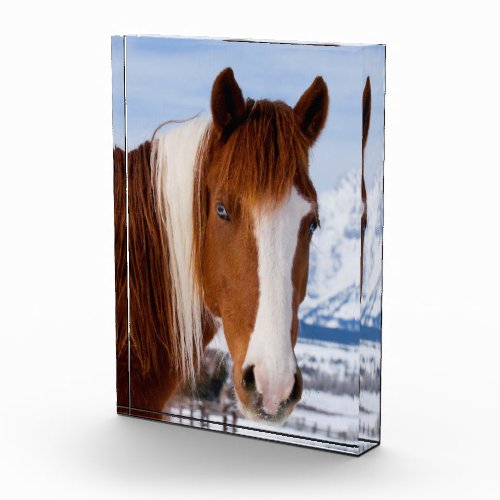 Pinto Horse Mount Moran in Winter Photo Block