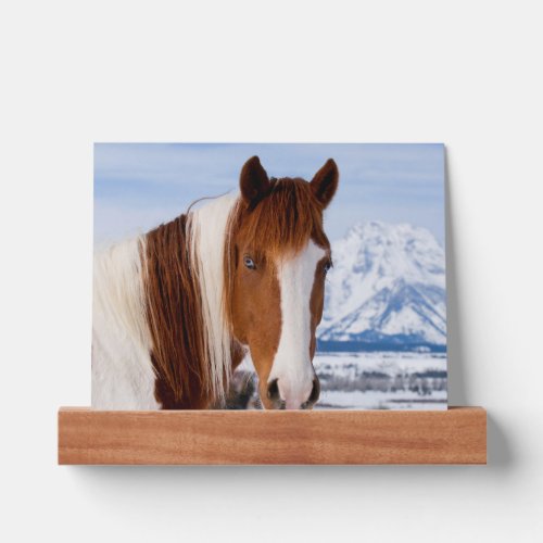 Pinto Horse Mount Moran in Winter Picture Ledge