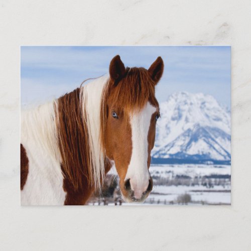 Pinto Horse Mount Moran in Winter Postcard