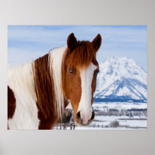 Pinto Horse Mount Moran in Winter Poster