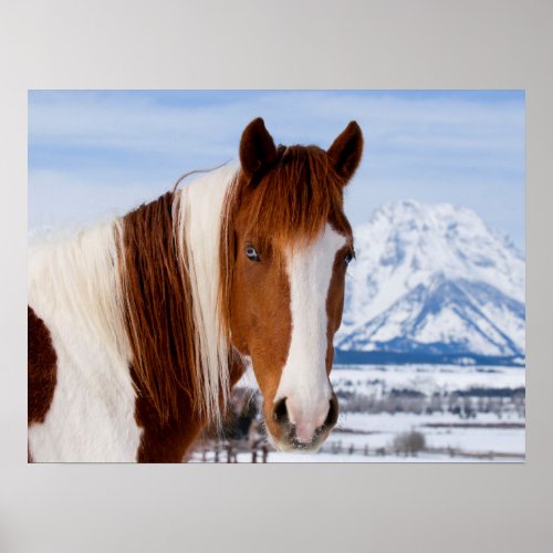 Pinto Horse Mount Moran in Winter Poster