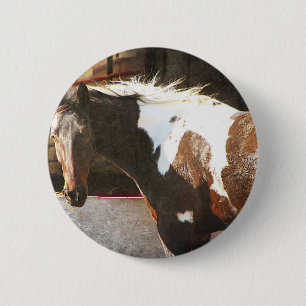 Pinto Horse Pinback Button
