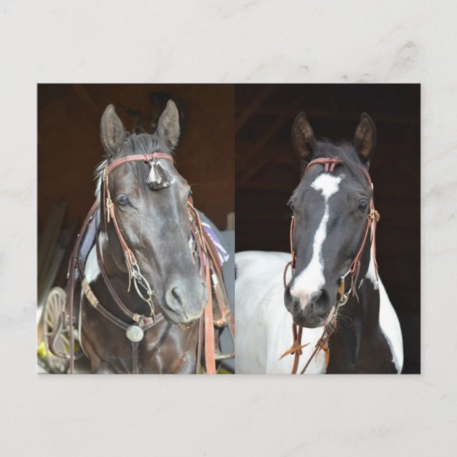 pinto horse post card (Front)