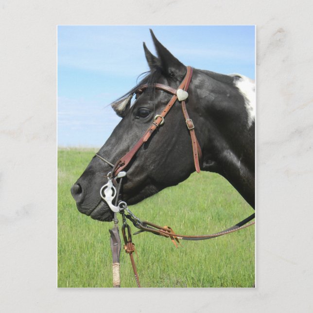 Pinto horse post card (Front)