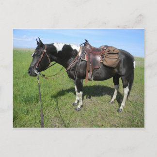 pinto horse post card