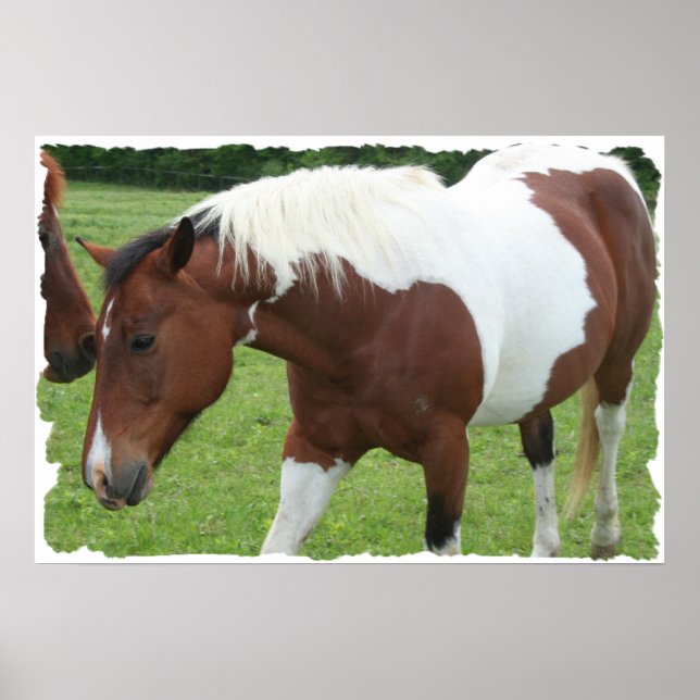 Pinto Horse Poster (Front)