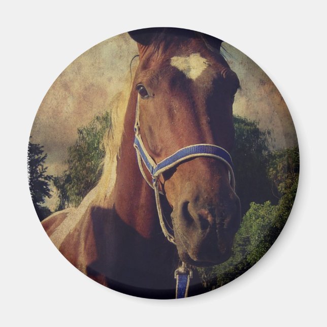 Pinto Magnet (Front)