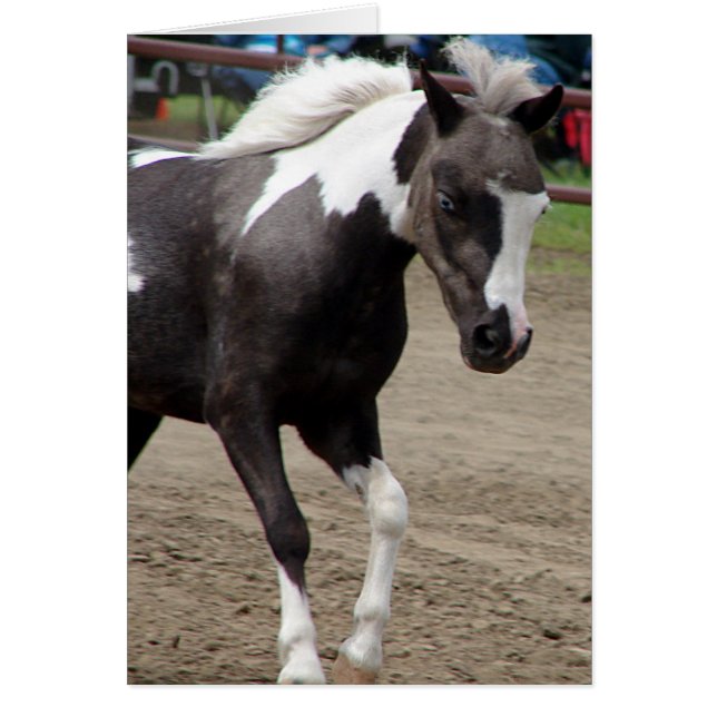 Pinto Mini Horse Cards (Front)