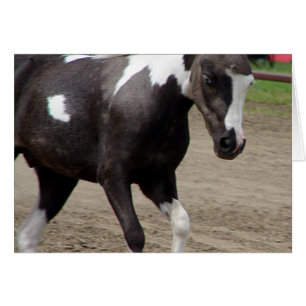 Pinto Mini Horse Cards