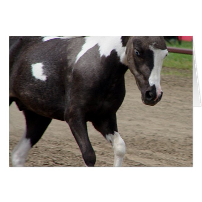 Pinto Mini Horse Cards (Front Horizontal)
