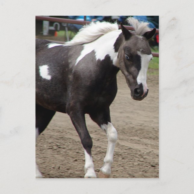 Pinto Mini Horse Postcard (Front)