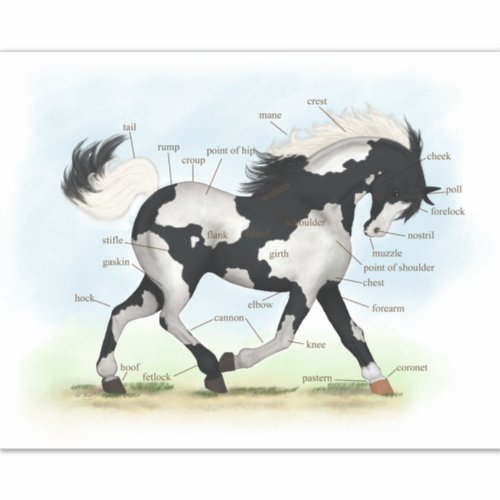 Pinto Overo Horse Educational Equine Anatomy Chart Sticker