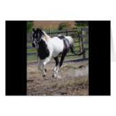 Pinto Paint Horse (Front Horizontal)