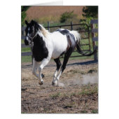 Pinto Paint Horse (Front)