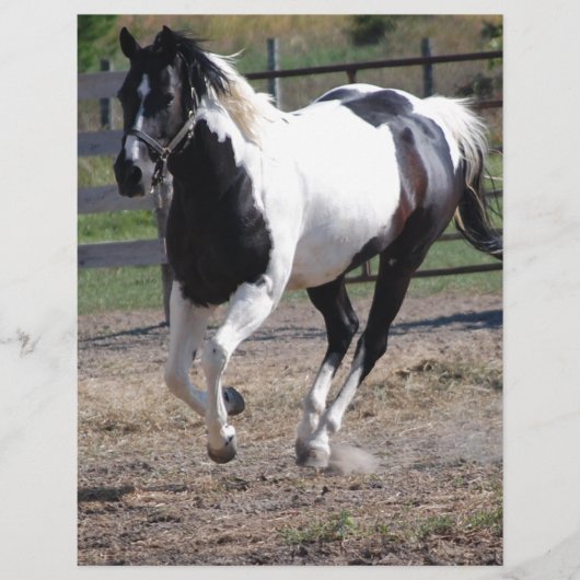 Pinto Paint Horse (Front)