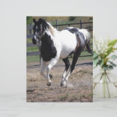 Pinto Paint Horse (Standing Front)