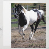 Pinto Paint Horse (Front/Back)