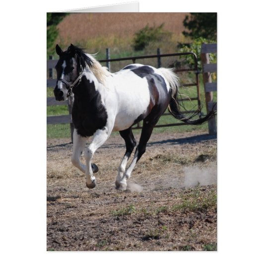 Pinto Paint Horse Cards (Front)
