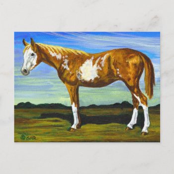 Pinto/paint Horse Postcard by GailRagsdaleArt at Zazzle