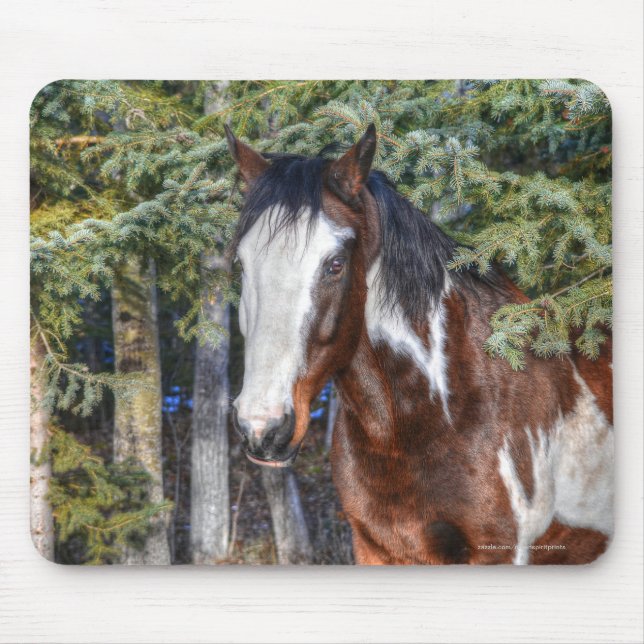 Pinto Paint Stallion & Evergreen Trees Mouse Pad (Front)