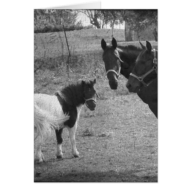 Pinto Pony and Horses Cards (Front)