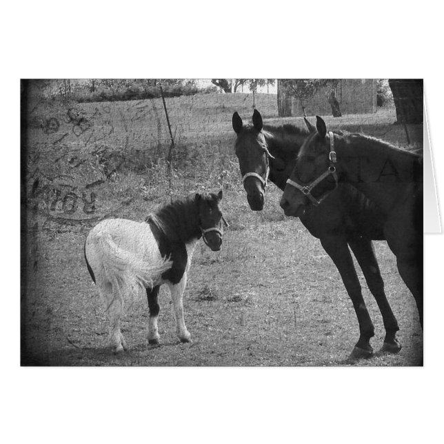 Pinto Pony and Horses Cards (Front Horizontal)